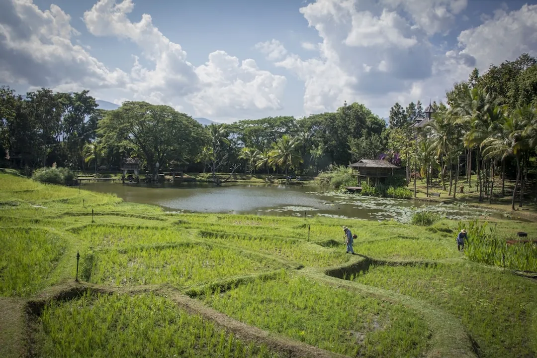 清邁四季度假村-客房, 1 張特大雙人床 (Rice Terrace Pavilion)-2