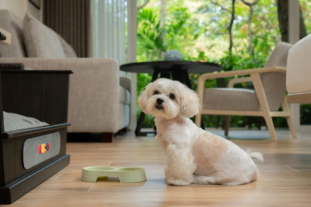 华欣凯悦酒店-华丽客房, 2 张单人床 (Pet Friendly)-7
