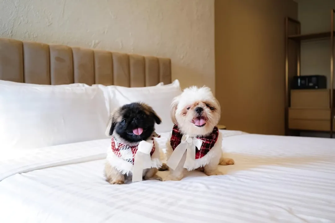 Away Bangkok Riverside Kene-Pet Friendly-1