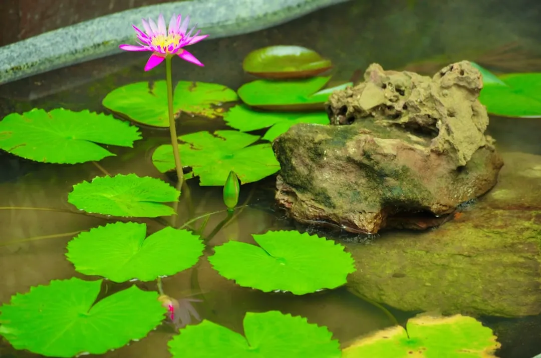 珊瑚灣渡假村-別墅, 2 間臥室, 花園景觀-3